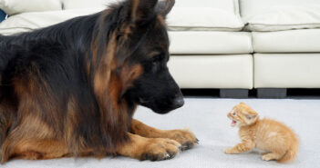 初めて会ったジャーマンシェパードと子猫
