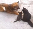 猫と親友の犬
