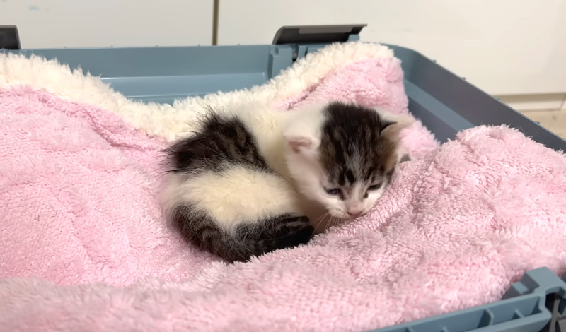 大通り沿いで保護された子猫