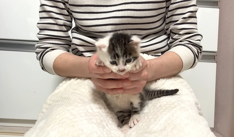 イヤイヤする子猫