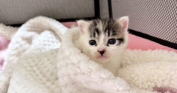 大通り沿いに独りぼっちでいた子猫を保護。慣れない生活に戸惑いながらも、保護主さんの愛情を受け入れる姿にホッとする 大通り沿いで保護された子猫