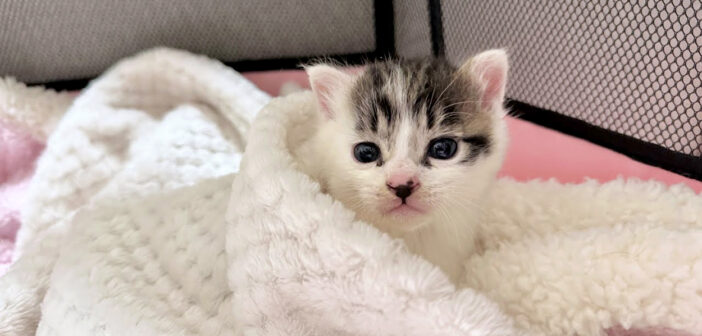 大通り沿いに独りぼっちでいた子猫を保護。慣れない生活に戸惑いながらも、保護主さんの愛情を受け入れる姿にホッとする