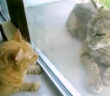 オオヤマネコと猫