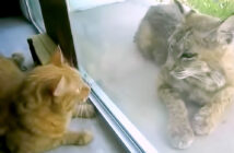 オオヤマネコと猫