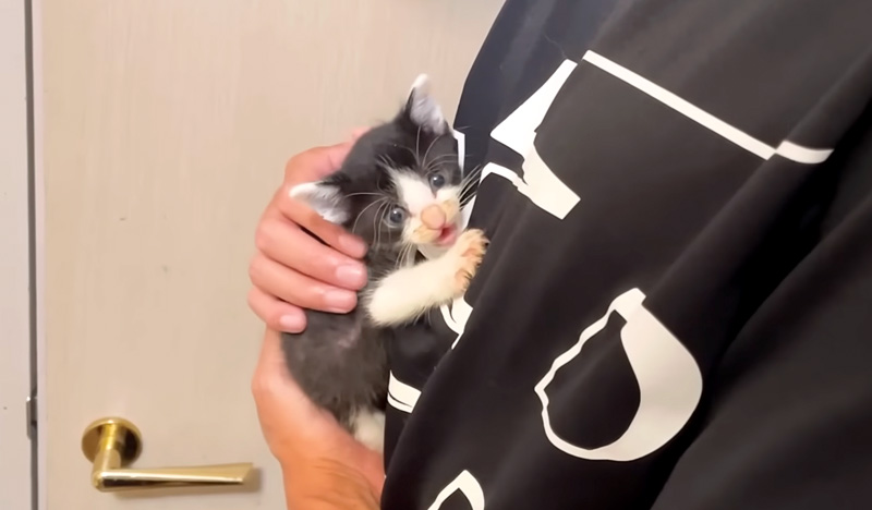 降ろそうとすると激怒する子猫