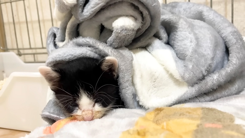 毛布にくるまって眠る子猫