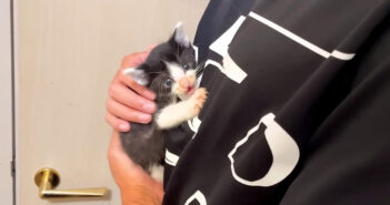 降ろそうとすると激怒する赤ちゃん猫。毛布に包まれると安心したようで、とっても愛らしい姿を見せてくれた (*´ェ`*) 降ろそうとすると激怒する子猫
