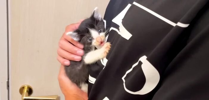 降ろそうとすると激怒する赤ちゃん猫。毛布に包まれると安心したようで、とっても愛らしい姿を見せてくれた (*´ェ`*)