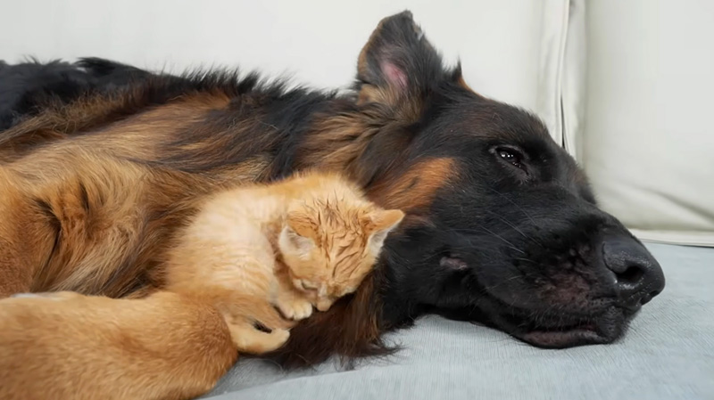 ジャーマンシェパードとまったりする子猫