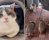 生きるために他の動物達と食べ物を巡って争わなければならなかった猫。今では家のボスとして、幸せに溢れた毎日を送る