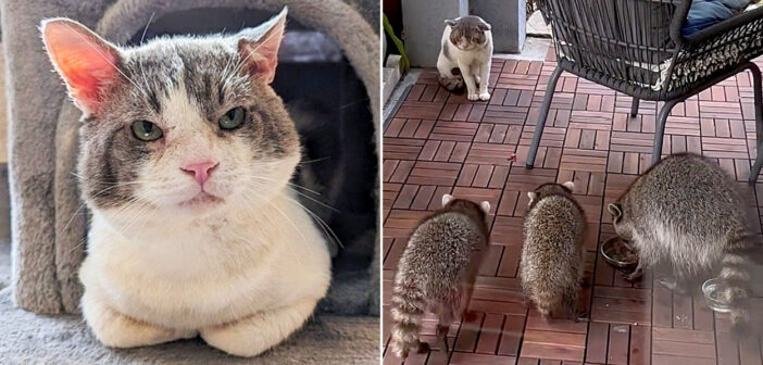 生きるために他の動物達と食べ物を巡って争わなければならなかった猫。今では家のボスとして、幸せに溢れた毎日を送る