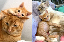 グラグラと揺れる体で路上を彷徨っていた子猫。動物病院で迎えてくれた猫達の優しさで、毎日が驚くほど幸せいっぱいに! 寄り添う子猫