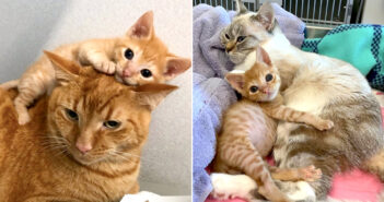 グラグラと揺れる体で路上を彷徨っていた子猫。動物病院で迎えてくれた猫達の優しさで、毎日が驚くほど幸せいっぱいに! 寄り添う子猫