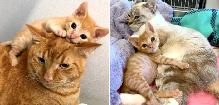 グラグラと揺れる体で路上を彷徨っていた子猫。動物病院で迎えてくれた猫達の優しさで、毎日が驚くほど幸せいっぱいに!