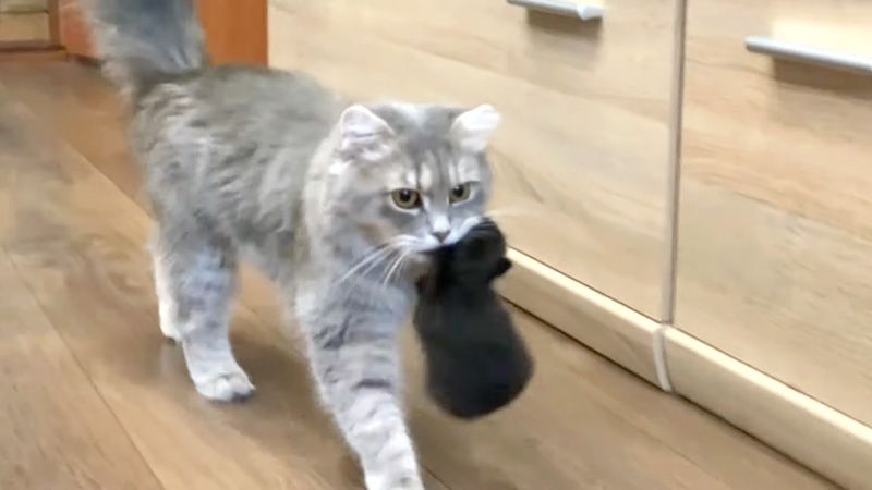 子猫を運ぶ母猫