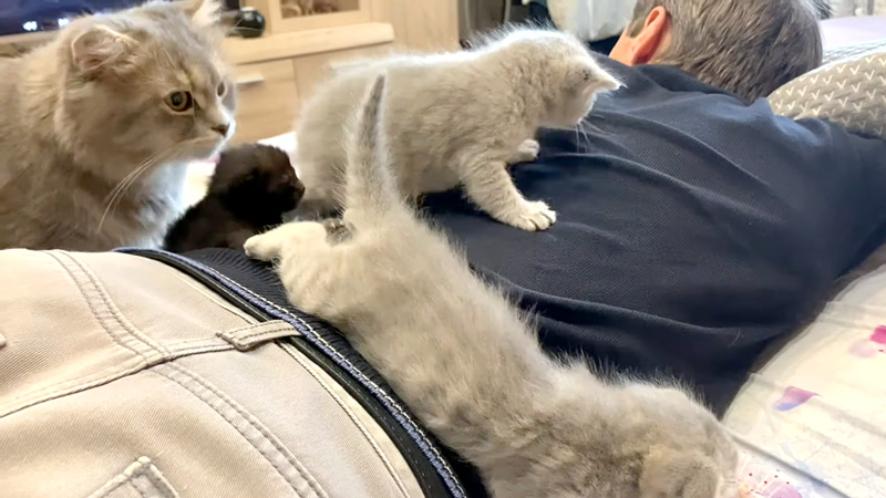 背中を歩き回る子猫達