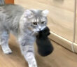 子猫を運ぶ母猫