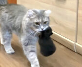 幼い保護子猫をパパのところに運ぶママ猫。優しいパパと一緒に無邪気に遊ぶ子猫達の姿に心がポカポカ温まる (*´ｪ｀*)♡
