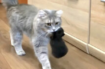 子猫を運ぶ母猫