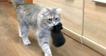 幼い保護子猫をパパのところに運ぶママ猫。優しいパパと一緒に無邪気に遊ぶ子猫達の姿に心がポカポカ温まる (*´ェ`*)♡