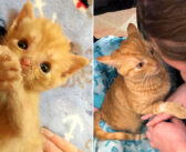 家族と共に障がいを乗り越え、大きく成長することができた子猫。優しい家族に見守られながら愛情いっぱいの日々を送る