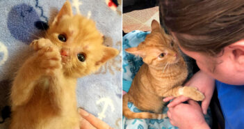 家族と共に障がいを乗り越え、大きく成長することができた子猫。優しい家族に見守られながら愛情いっぱいの日々を送る