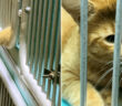 ケージの中から手を伸ばす猫