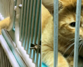 訪問者が来るたびに、ケージの隙間から手を伸ばす保護猫。自分を家に連れて行ってくれることを願って手を伸ばし続ける