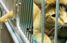 訪問者が来るたびに、ケージの隙間から手を伸ばす保護猫。自分を家に連れて行ってくれることを願って手を伸ばし続ける ケージの中から手を伸ばす猫