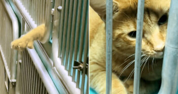 ケージの中から手を伸ばす猫