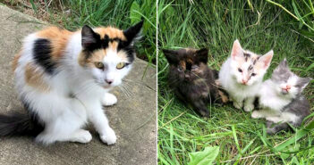 衰弱した体で女性の元に駆け寄った野良猫。病気の子猫達を助けてもらいたくて、女性を子猫達のところへと誘導する 保護された猫の親子