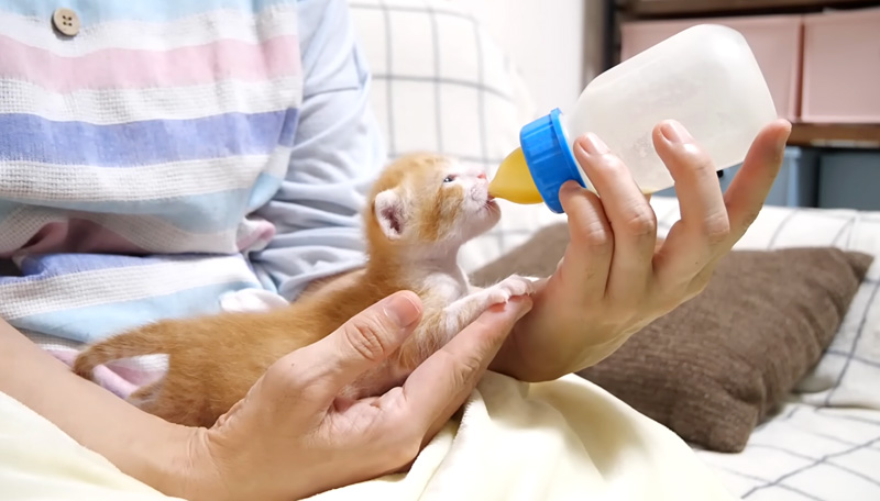 ミルクを飲む子猫