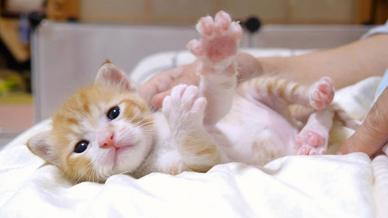 肉球を見せつける子猫