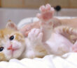 可愛い肉球を見せつける子猫
