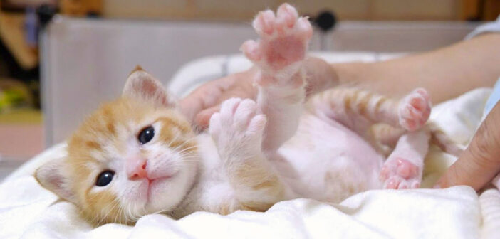 レッサーパンダみたいな子猫が愛らしい肉球を見せつけてきた♪ お腹を満たした子猫の可愛すぎる姿にキュンとする♡