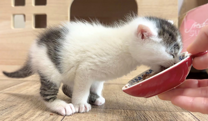 離乳食の美味しさに気づいてしまった子猫