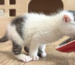 離乳食の美味しさに気づいてしまった子猫