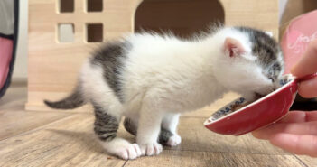 離乳食の美味しさに目覚めてしまった子猫。一生懸命に足を踏ん張りながら食べる様子が可愛すぎる ( *´艸｀)♡
