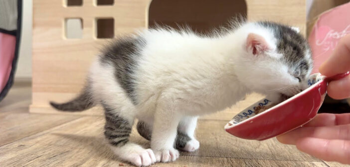 離乳食の美味しさに気づいてしまった子猫