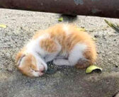 道路脇で動かなくなっていた子猫。夫婦のとっさの行動で元気を取り戻すと、幸せに満ちた甘えん坊な子猫に生まれ変わる