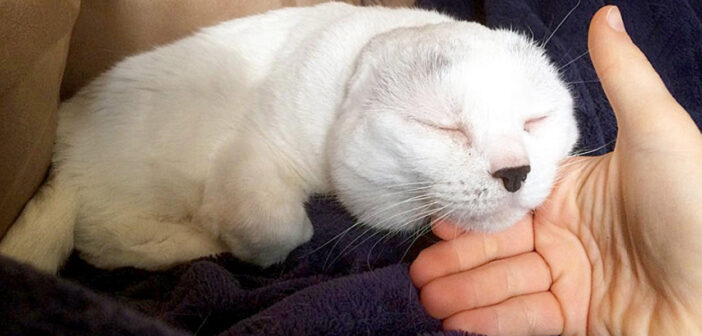 アザラシのような猫