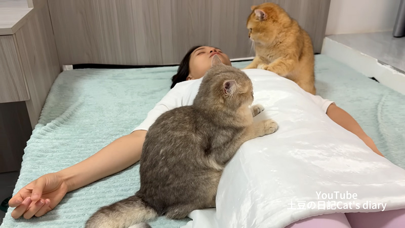 飼い主さんを心配する猫達