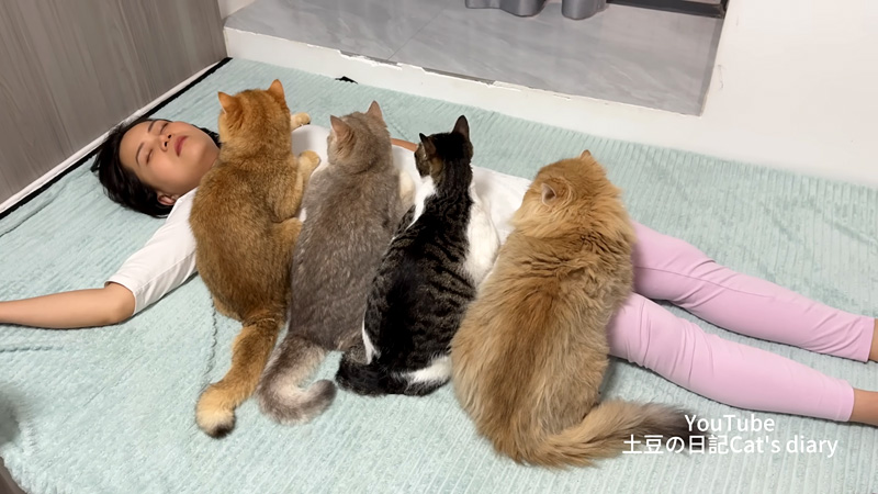 飼い主さんに寄り添う猫達