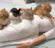 飼い主さんを心配する猫達