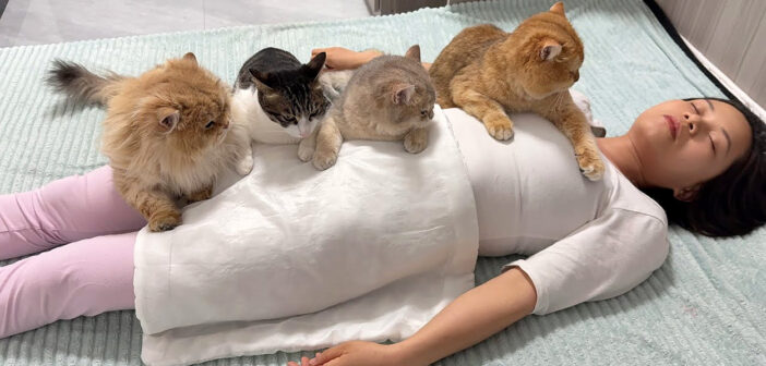 飼い主さんを心配する猫達
