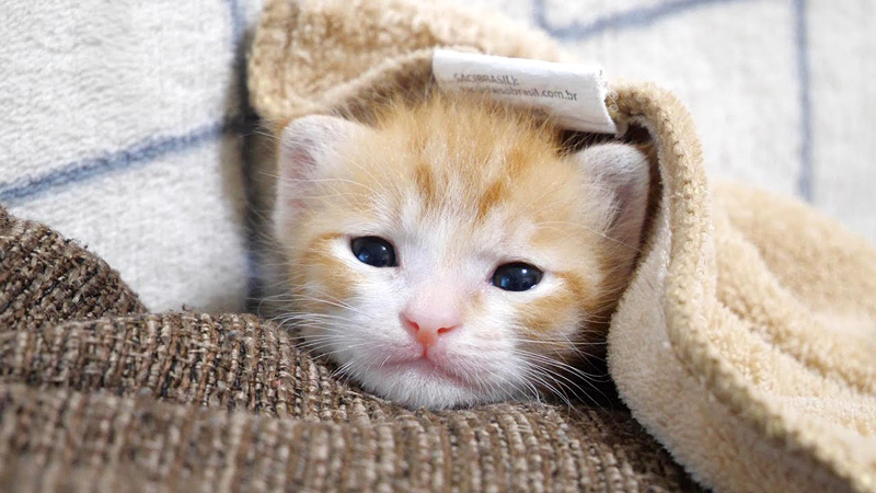 信じられないほど可愛い子猫