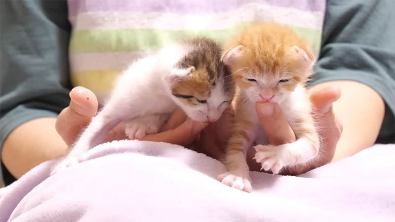 指をチュパチュパする子猫達