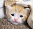 信じられないほど可愛い子猫
