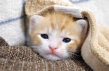 信じられないほど可愛い子猫