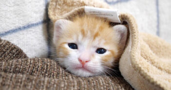 信じられないほど可愛い子猫